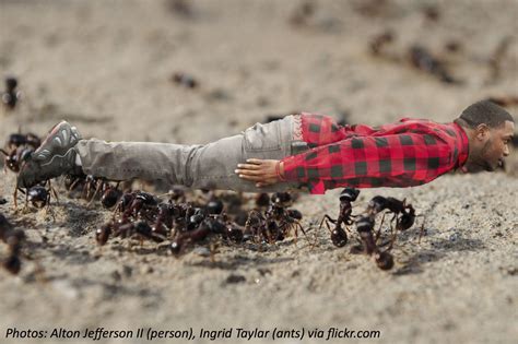 How to get Ants to carry a sign 